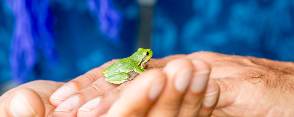 Ein kleiner grüner Frosch sitzt auf einer Hand.